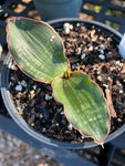 Sansevieria ‘Watermark’ 1 gallon Specimen Size or 5” Pots