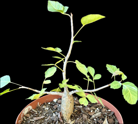 Bursera schlectendallii x fagaroides Hybrid | New World Frankincense Tree