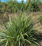 Dwarf Fakahatchee Grass | Florida Native Grass | Tripsacum floridanum