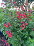 Red Tropical Sage | Salvia coccinea | Florida Native Wildflower Perennial | Pollinator