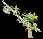 Boswellia nana Socotra Bonsai Frankincense Tree