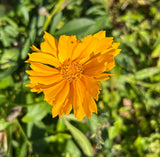 Coreopsis lanceolata | Lance-leaved Tickseed | Florida Native Pollinator Wildflower