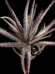 Dyckia goehringii 'Red' X 'Tarzana' Hybrid | Terrestrial Bromeliad | Large 1 gal