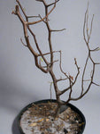 Commiphora rostrata v reflexa | RARE Large Specimen Myrrh Tree