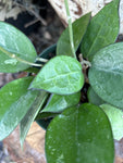 Hoya verticillata Black Margins