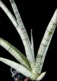 Sansevieria hybrid Kasih | Silver Thai Hybrid Dracaena