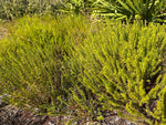 False Rosemary | Conradina grandiflora | Florida Native Endangered Species