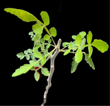 Bursera filicifolia | New World Frankincense Tree | Bonsai