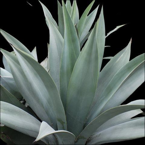 Agave weberi | Blue Agave | 6” Pots