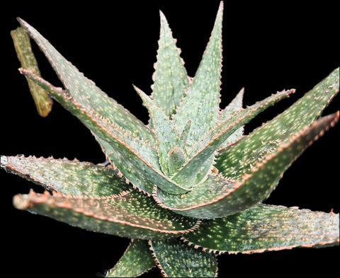 Aloe Beast | Huge Hybrid Specimen Size