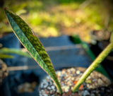 Sansevieria sp David Richards Type D | Specimen Stock Breeder Plant