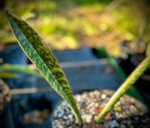 Sansevieria sp David Richards Type D | Specimen Stock Breeder Plant