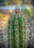 Pilosocereus (Xiquexique) gounellei | Large Cold Hardy Cactus | Stock Plants