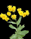 Camphorweed | Heterotheca subaxillaris | Florida Native Pollinator & Wildflower