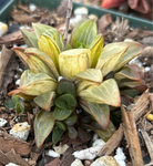 Haworthia mirabilis mundula | Specimen Size | Variegated Succulent Plant