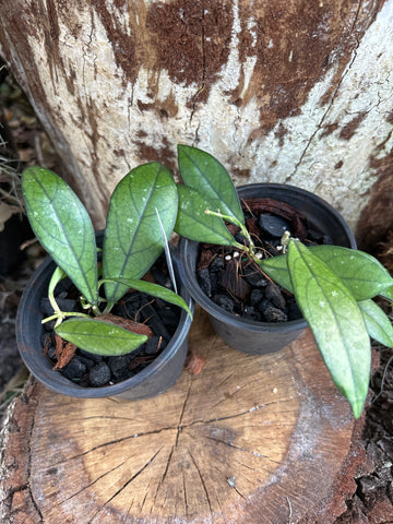 Hoya crassiopetala | Pink Flowers | Wax Plant