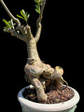 Adenium obesum Specimen C | Desert Rose