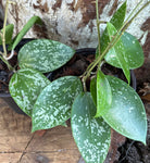 Hoya verticillata / parasitica / acuta Silver Splash | Wax Plant | White & Pink Flowers