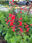 Red Tropical Sage | Salvia coccinea | Florida Native Wildflower Perennial | Pollinator