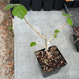 Sterculia quinqueloba Bonsai Grows Big Caudex