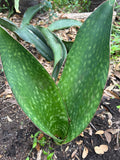 Sansevieria alwitrii BG 92-293  New Dracaena Species | HUGE Specimen