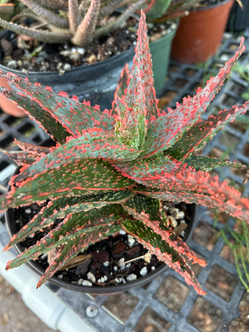 Aloe cv Oik HUGE Specimen Zimmerman Aloe Hybrid