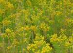 Slender Top Goldenrod | Euthamia carolinianum | Florida & USA  Native Wildflower