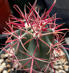 Ferocactus gracilis | Devil's Tongue Barrel Cactus