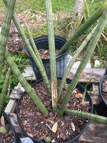 Sansevieria cylindrica Platinum | Exact Stock Breeder 2