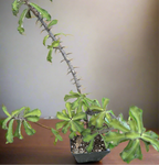 Monadenium elegans 5" Large Specimen