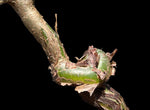 Commiphora campestris A | Myrrh Tree Bonsai