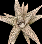 Gasteraloe hybrid by Bill Baker | Specimen | Ox Tongue Succulent