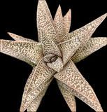 Gasteraloe hybrid by Bill Baker | Specimen | Ox Tongue Succulent