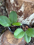 Hoya nervosa