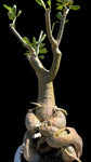 Adenium obesum Specimen C | Desert Rose