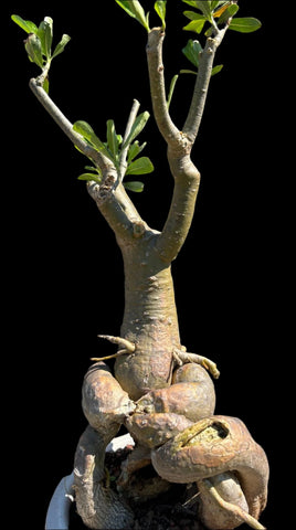 Adenium obesum Specimen C | Desert Rose