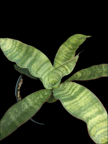 Sansevieria aethiopica Small Form  Dwarf Snake Plant