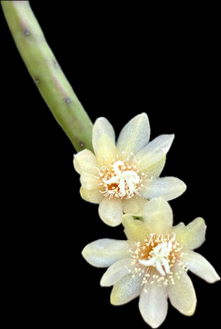 Rhipsalis neves - armondii | Jungle Cactus | Epiphytic Cactus