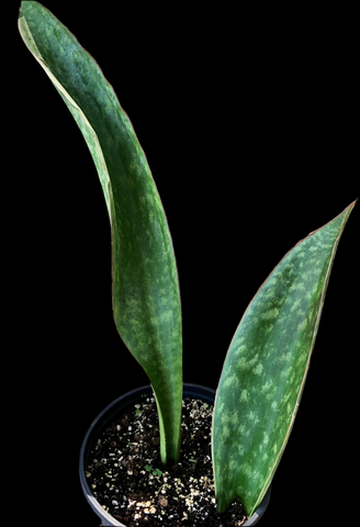 Sansevieria sp Mt Mbaya Tanzania Type 2 Rare New Sansevieria Species