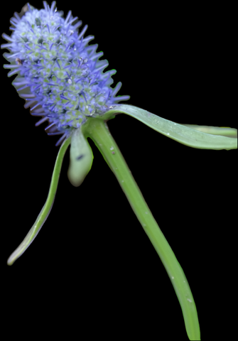 Creeping Eryngo | Eryngium prostratum | Florida Native Ground Cover