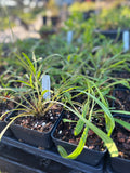 Coreopsis lanceolata | Lance-leaved Tickseed | Florida Native Pollinator Wildflower