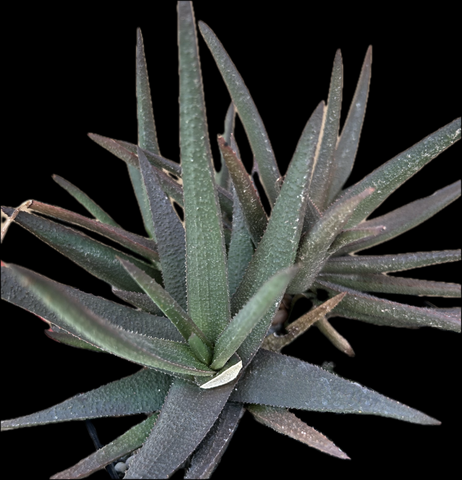 Gasteraloe Midnight 4” pots Near Black Cultivar Ox Tongue Succulent