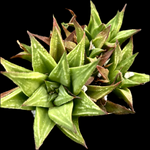 Gasterworthia hybrid | Specimen | Ox Tongue Succulent