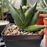 Sansevieria Thai Hybrid 'Sawasdee’  Offset Thai Hybrid