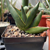 Sansevieria Thai Hybrid 'Sawasdee’  Offset Thai Hybrid