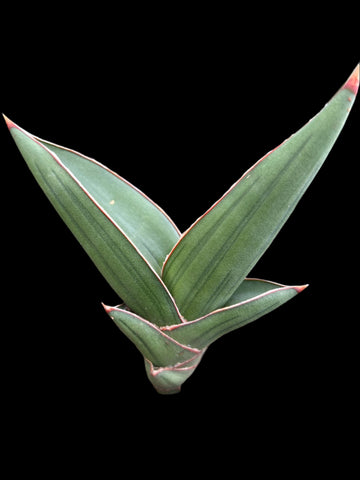 Sansevieria aff rorida Snake Plant