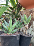 Sansevieria pinguicula | Walking Sansevieria | 5” Pots