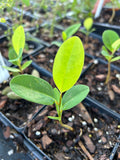 Sweetbay Magnolia | Magnolia virginiana | Florida Native Flowering Tree