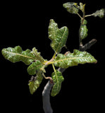 Boswellia ameero Hybrid Specimen A | Rare Frankincense Tree