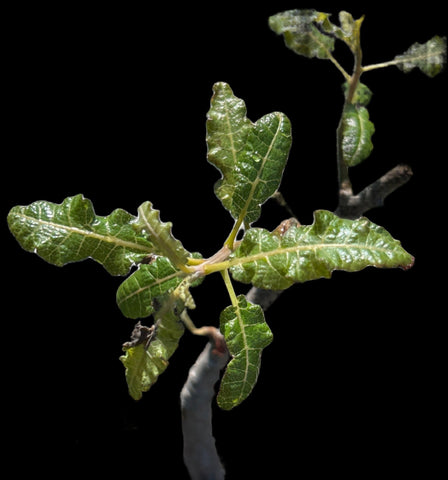 Boswellia ameero Hybrid Specimen A | Rare Frankincense Tree